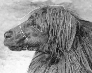 00055 Prints: Print of an alpaca at Bristol Zoo, July 1966
