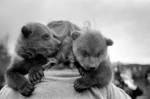 00057 Prints: March 1975 Twin Brown Bears Print