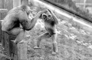 00060 Prints: Gibbons at London Zoo April 1975 Print