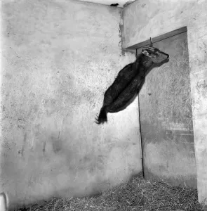 00060 Prints: Salford Zoo Quarantine Print - Rare Animals in Action