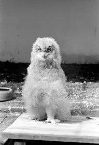 00061 Prints: London Zoo Eagle Owl Chick Print 1965