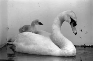 00062 Prints: Print of a swan and its cygnets on a motorway
