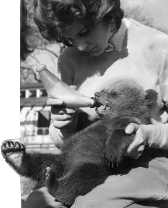 00063 Prints: Whipsnade Zoo Bear Cub Print, March 1961