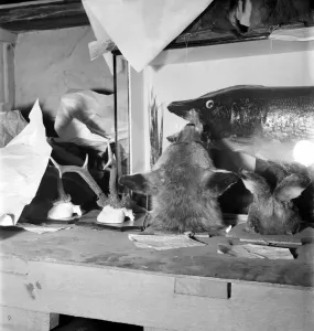 00064 Prints: Taxidermist Workshop Print, January 1960