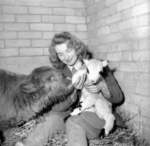00067 Prints: Whipsnade Zoo Calf and Lamb Print 1965