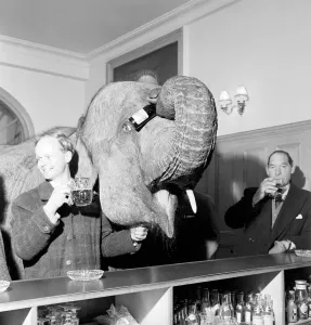 00067 Prints: Vintage Print: Elephant Visits Pub, Orders Drinks