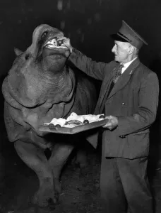00068 Prints: Mahon the Rhino and His Apple Surprise, January 1955 Print