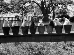 00068 Prints: Eight Baby Rabbits Reared by Hand Circa 1970 Print