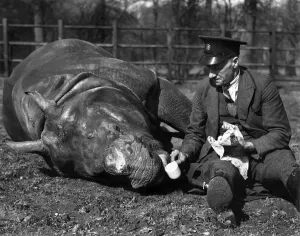 00069 Prints: Six-Year-Old Rhinoceros Seeks Muddy Pool, March 1950 Print