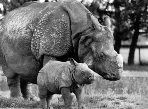 00069 Prints: Rare Indian Rhino Bardia at Whipsnade Zoo - Print