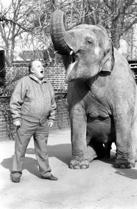 00070 Prints: Roy Kinnear with Elephant at London Zoo Print 1987