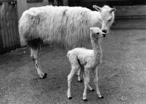 00072 Prints: Snowball the Llama with Mother Print, Southport Zoo 1982