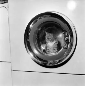Tabby Kitten in Washing Machine Print