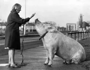 Classic Pet Photography Prints: Porkie Walkie: The day Barbara Woodhouse mat Anna the performing pig nobody would bet