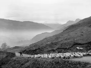 Prints of Sheep being rounded up on the Red Bank Road in Westmorland as the evening mist gathers December 1934 P23051 Westmorland Prints: Sheep Rounded Up on Red Bank Road, Westmorland Print 1934