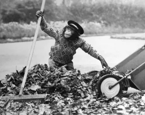00094 Prints: Judy the chimp assists park keeper at Twycross Zoo