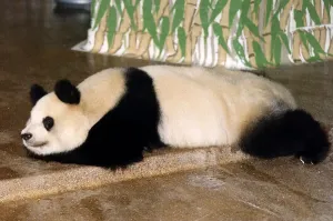 00095 Prints: London Zoo Animals Pandas Print (00095)