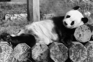 00095 Prints: Giant Panda An-An in a Sleepy Mood Print, London Zoo 1988