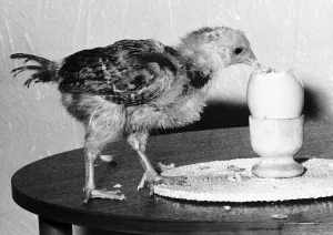 00098 Prints: A Young Chicken Eating a Boiled Egg Print 1983