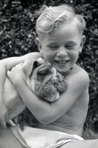 Vintage Animal Photos Prints: Dromside Destiny Bulldog has won seventeen awards in dog shows