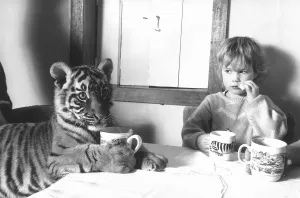 Vintage Animal Photos Prints: 4 year old Megan Whittaker with Indian Tiger cub April 1988 sharing a table with