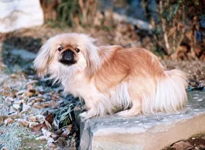 Classic Pet Photography Prints: Pekinese Dog - 1968