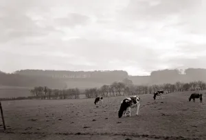 Vintage Animal Photos Prints: Cattle grazing in a field