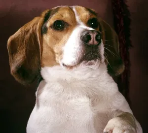 Classic Pet Photography Prints: Close Up of a Jack Russell dog Circa 1972