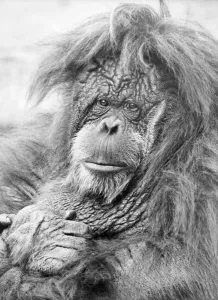 Orangutan Bad Hair Day Print (00170)