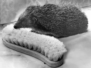 00180 Prints: This Hedgehog and Scrubbing Brush Print, Circa 1981 (00180)