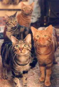 00180 Prints: Some Very Intent Cats Print (00180) by Memory Lane
