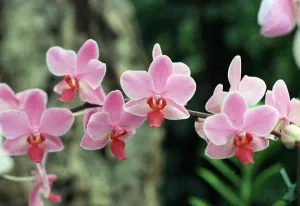 00180 Prints: Phalaenopsis Orchid Print - 00180