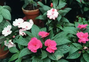 00180 Prints: Impatiens Print (00180)