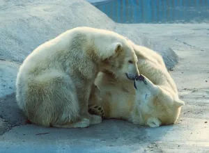 00180 Prints: Polar Bears at Flamingo Land Print (00180)
