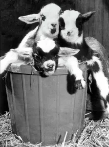 Prints of A basket full of trouble in the shape of four pygmy goats which were born at Coombe Abbey Park, Coventry. 11th March 1980 Coventry Prints: Coombe Abbey Pygmy Goats Print 11th March 1980