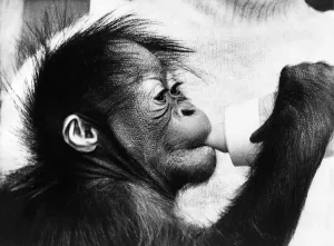 A Cute Baby Orangutan Print (00194)