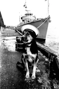 Mirror Prints: Sippers the Mongrel at North Shields Fish Quay Print 1972