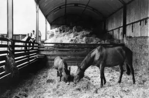 Arkle and Nellie at Bryanstown Farm, July 1967 Print