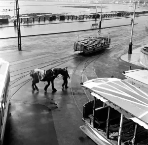 Prints of Douglas, Isle of Man. Betty 12, a dark Bay Irish Hackney (or Irish Cob) is one of the 75 horses to pull one of the 31 horse trams which go up and down the Douglas front. 7th May 1954 Isle Of Man Prints: Douglas, Isle of Man Print: Betty 12 on Horse Tram