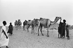 Timbuktu Camel Caravan Print, 23rd May 1976