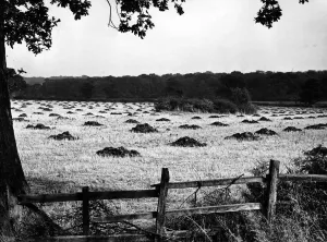 Gibbet Hill to Tocil Wood Print, 8th October 1964