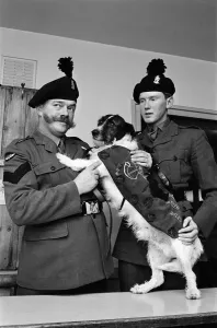 "Unofficial Mascot: Paddy the Royal Ulster Rifles Dog Print"