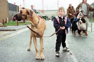 Vintage Animal Photos Prints: 4-year-old Oscar Halpin arriving at the NEC with Great Dane Amber, one of the entrants