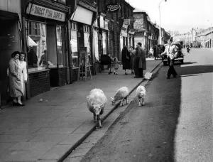Sheep on Treorchy High Street Print, 15th April 1955