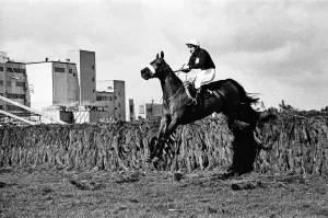 1977 Grand National Print - Red Rum & Tommy Stack