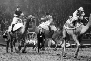 The Prince of Wales Races Camels Print (1979)