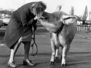 Miss Anna Barbara Woodhouse who used telepathy on the 22 stone circus pig by blowing down Miss Anna Barbara Woodhouse who used telepathy on the 22 stone circus pig by blowing down
