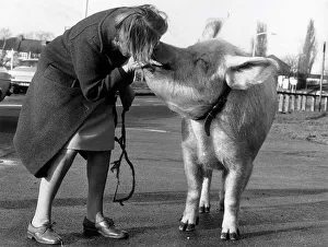 Miss Anna Barbara Woodhouse who used telepathy on the 22 stone circus pig by blowing down Miss Anna Barbara Woodhouse who used telepathy on the 22 stone circus pig by blowing down