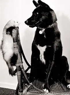 Missus the cross bred labrador dog and Misty the ferret sitting on a wicker chair Missus the cross bred labrador dog and Misty the ferret sitting on a wicker chair