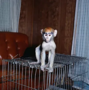Monkeys March 1977 Monkey Pinnochio standing on cage Monkeys March 1977 Monkey Pinnochio standing on cage